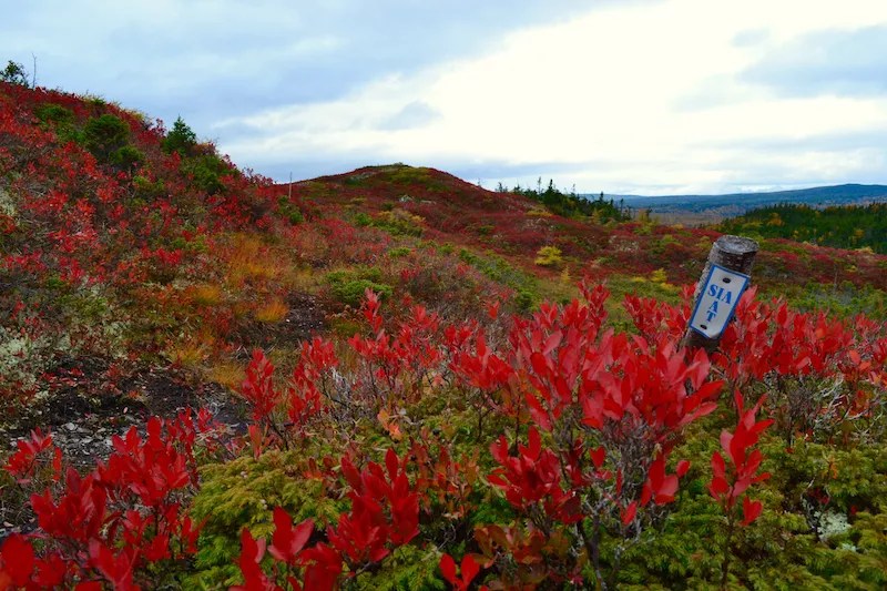 Newfoundland Hiking Secrets Guidebook Author and Local Tells All