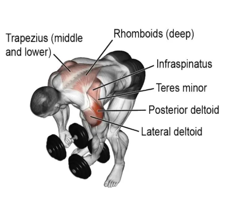 BentOver Lateral Raises The Complete Guide