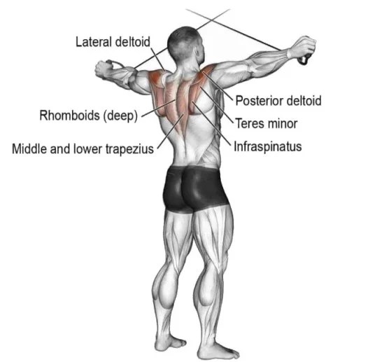 Rear Delt Cable Fly How To Do, Muscles Worked, Tips