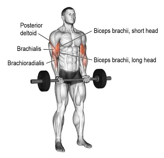 Drag Curls Muscles Worked, Benefits and Variations