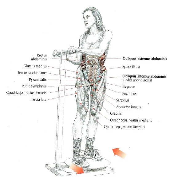 Torso Rotation Machine How To Do, Muscles Worked, Benefits