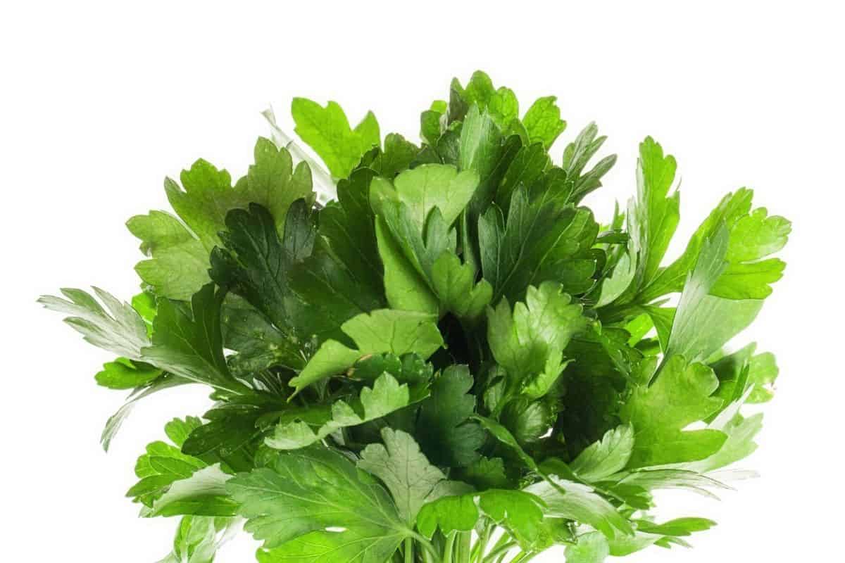 14 Best Cilantro Substitute! How n When To Use Fit Meal Ideas