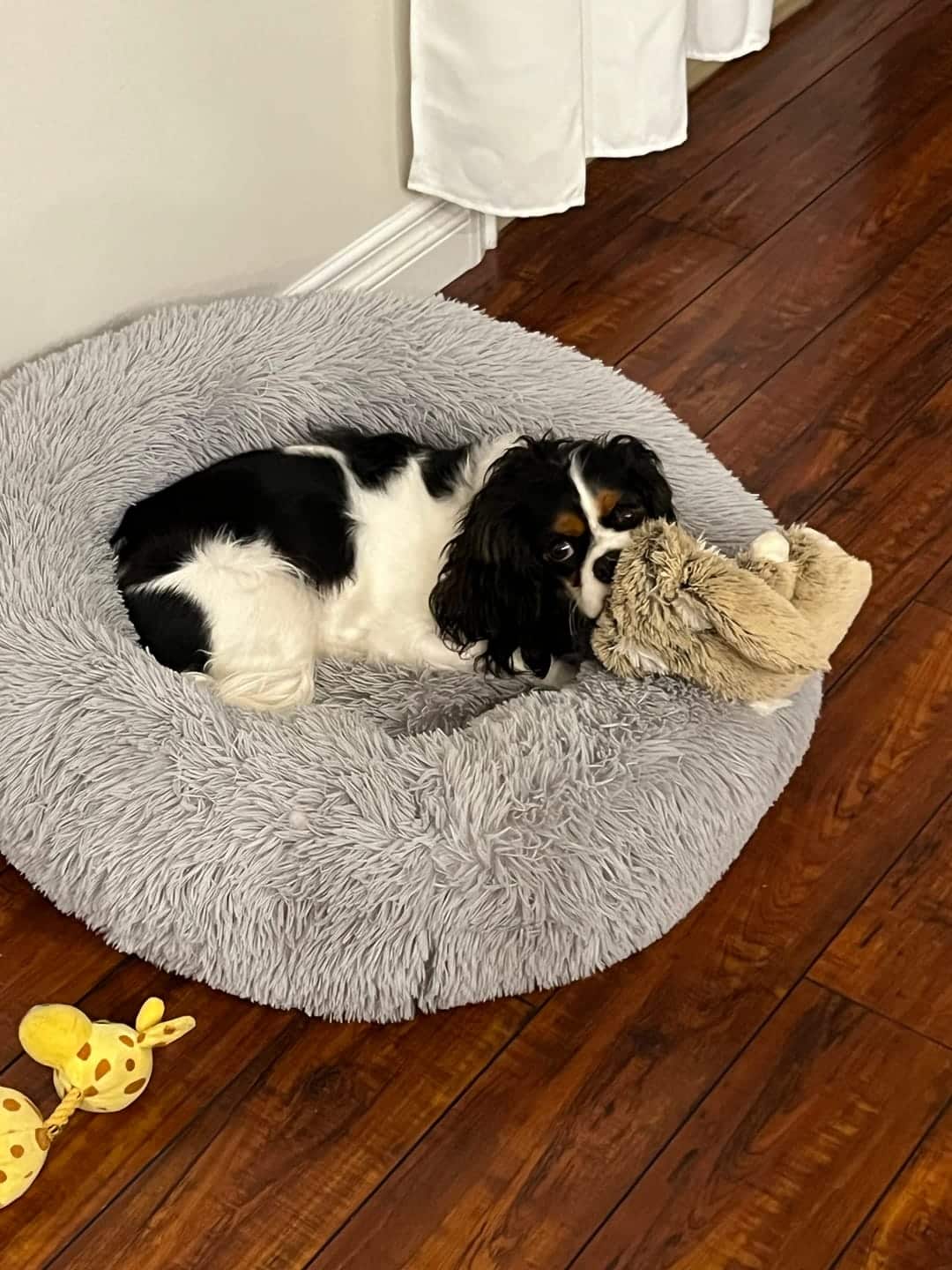 Brooklyn Dog Bed Reviews Scam or Legit?