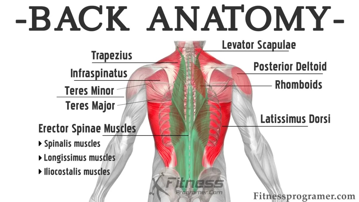 Powerlifter Back Workout Build A Stronger Back