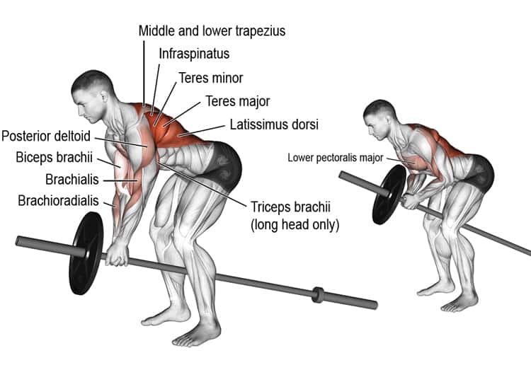 Master the Landmine Row Target Your Back and Arms Effectively