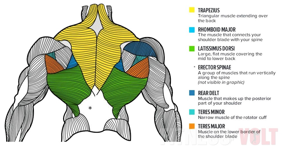 15 Best Upper Back Exercises For Maximum Mass and Strength Gains