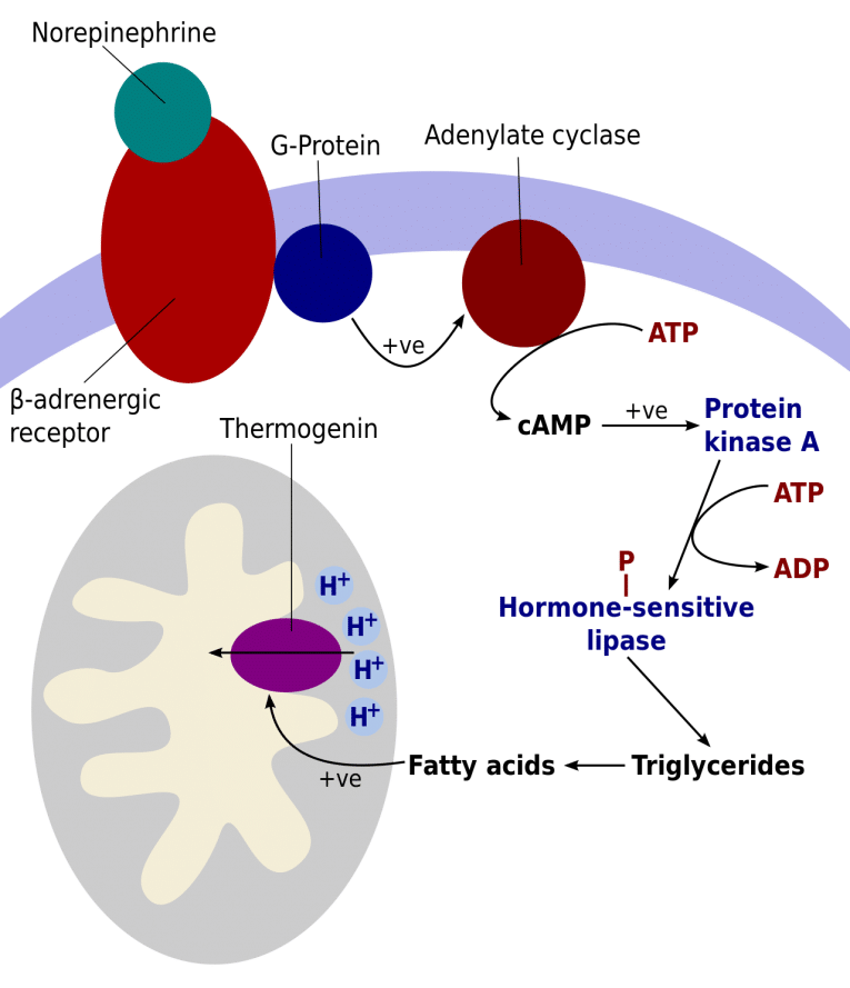 A Complete Guide to Understanding Thermic Foods Eat to Rev Up Your