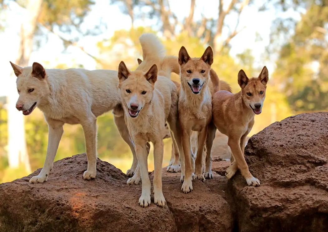 澳洲5歲男童露營遭野狗襲擊險送命 澳洲野犬惡名昭著 Fitz 運動平台