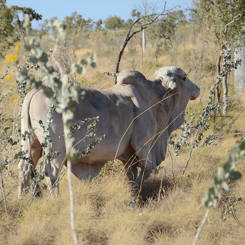 About Fitzroy Crossing Buses