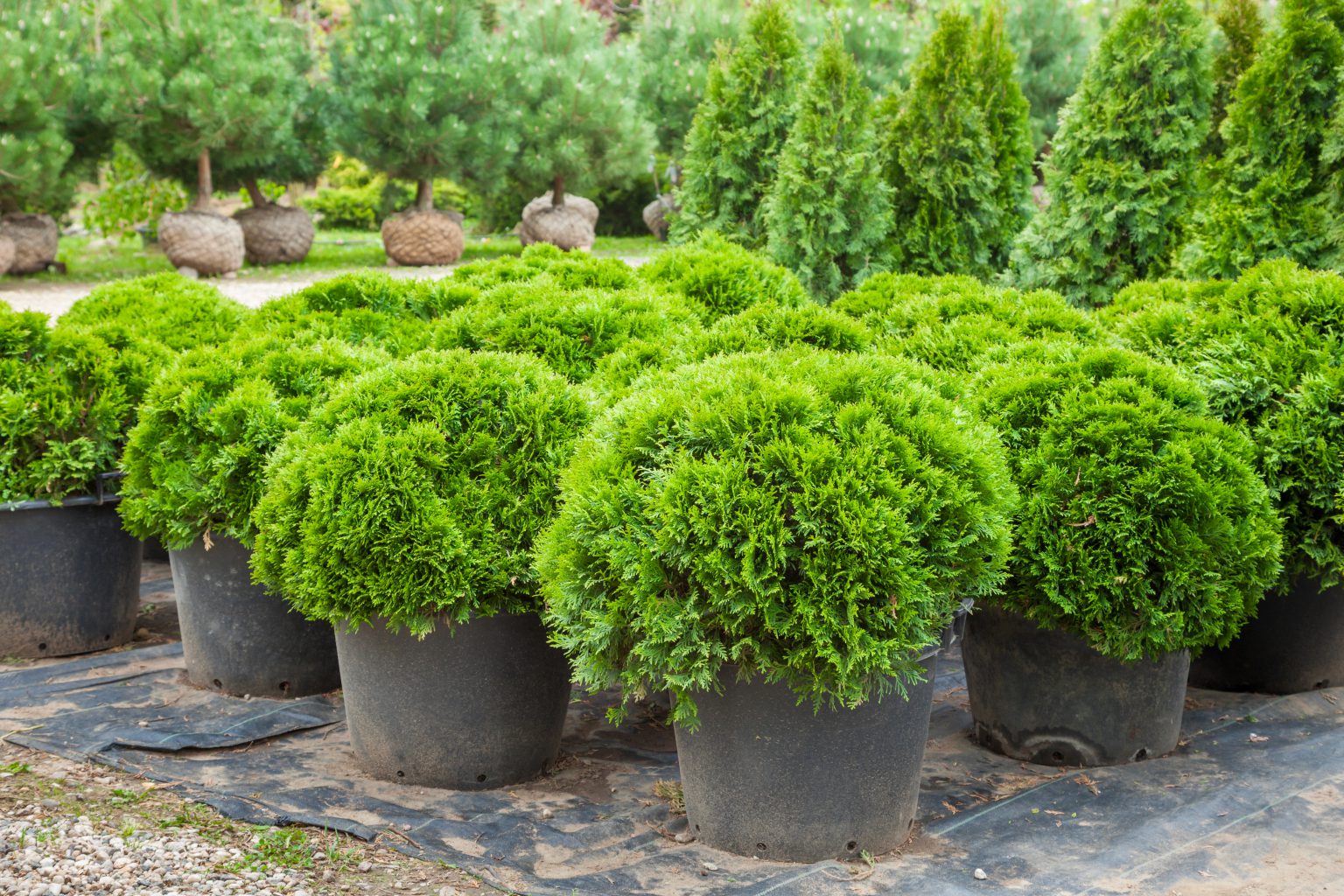 Rockhampton Plant Supplier Fitzroy Nurseries Rockhampton Plants