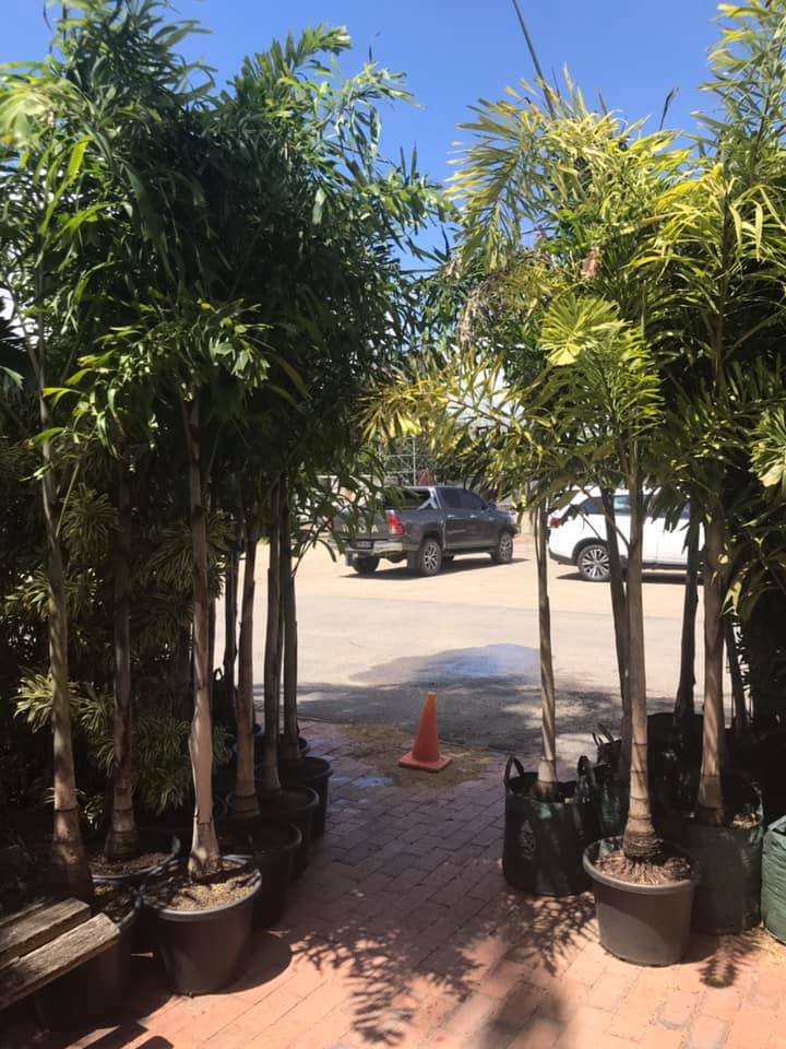 Find a Plant Online Gallery Fitzroy Nurseries Rockhampton