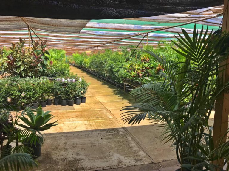 Find a Plant Online Gallery Fitzroy Nurseries Rockhampton