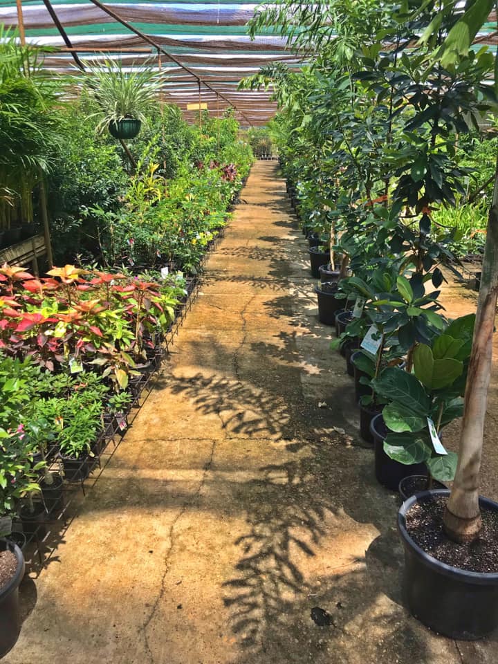 Find a Plant Online Gallery Fitzroy Nurseries Rockhampton