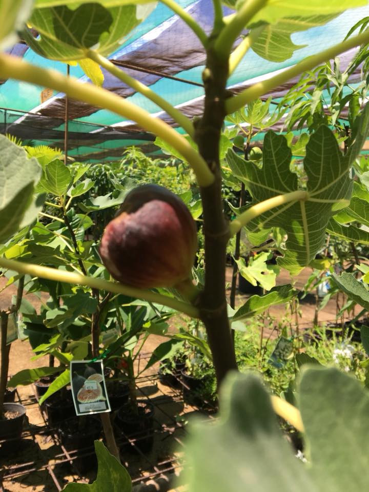 Rockhampton Nursery Fitzroy Nurseries Fruit Trees