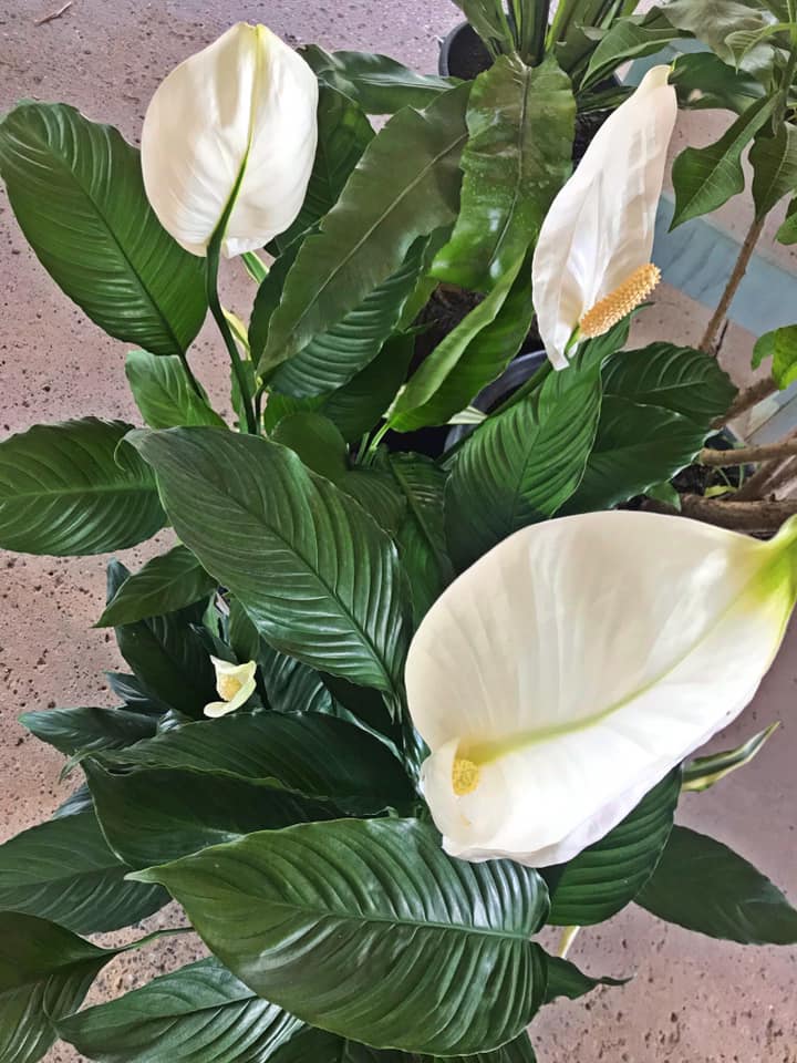 Rockhampton Plant Supplier Fitzroy Nurseries Rockhampton Plants