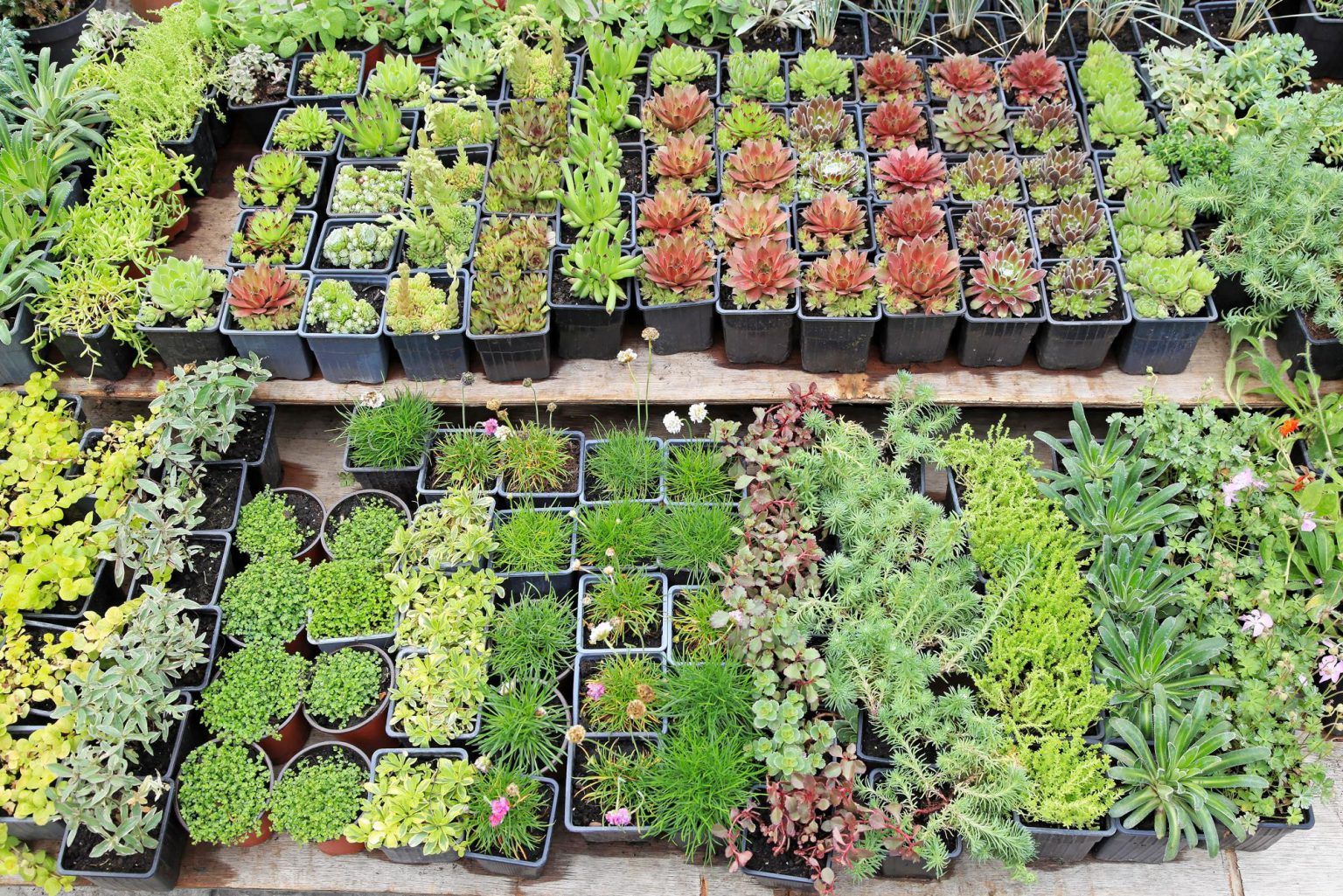 Rockhampton Plant Supplier Fitzroy Nurseries Rockhampton Plants