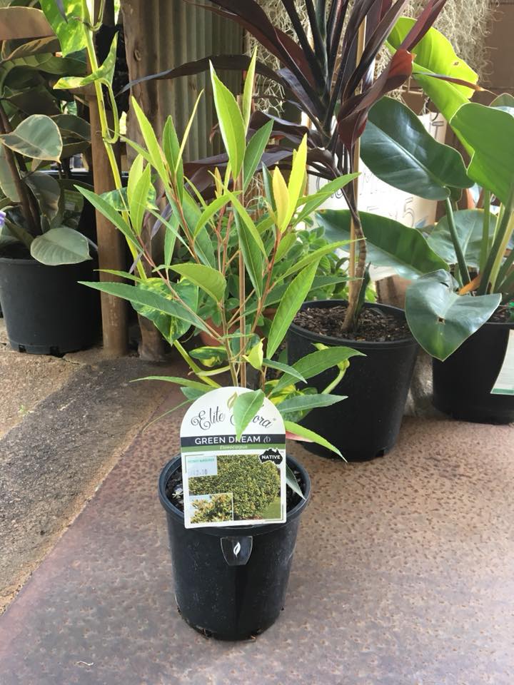 Rockhampton Plant Supplier Fitzroy Nurseries Rockhampton Plants