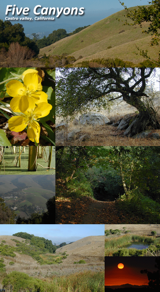 The Best Place to Live in Castro Valley and Most Anywhere Five Canyons