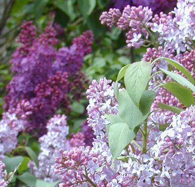 Starting and growing Lilacs - Five Cedars