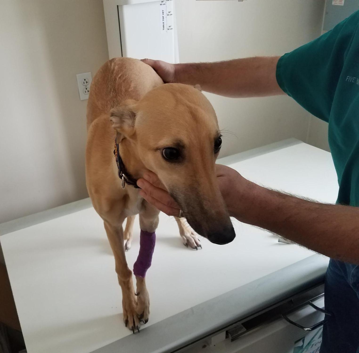 Five Points Veterinary Service Veterinarian in New Alexandria, PA US