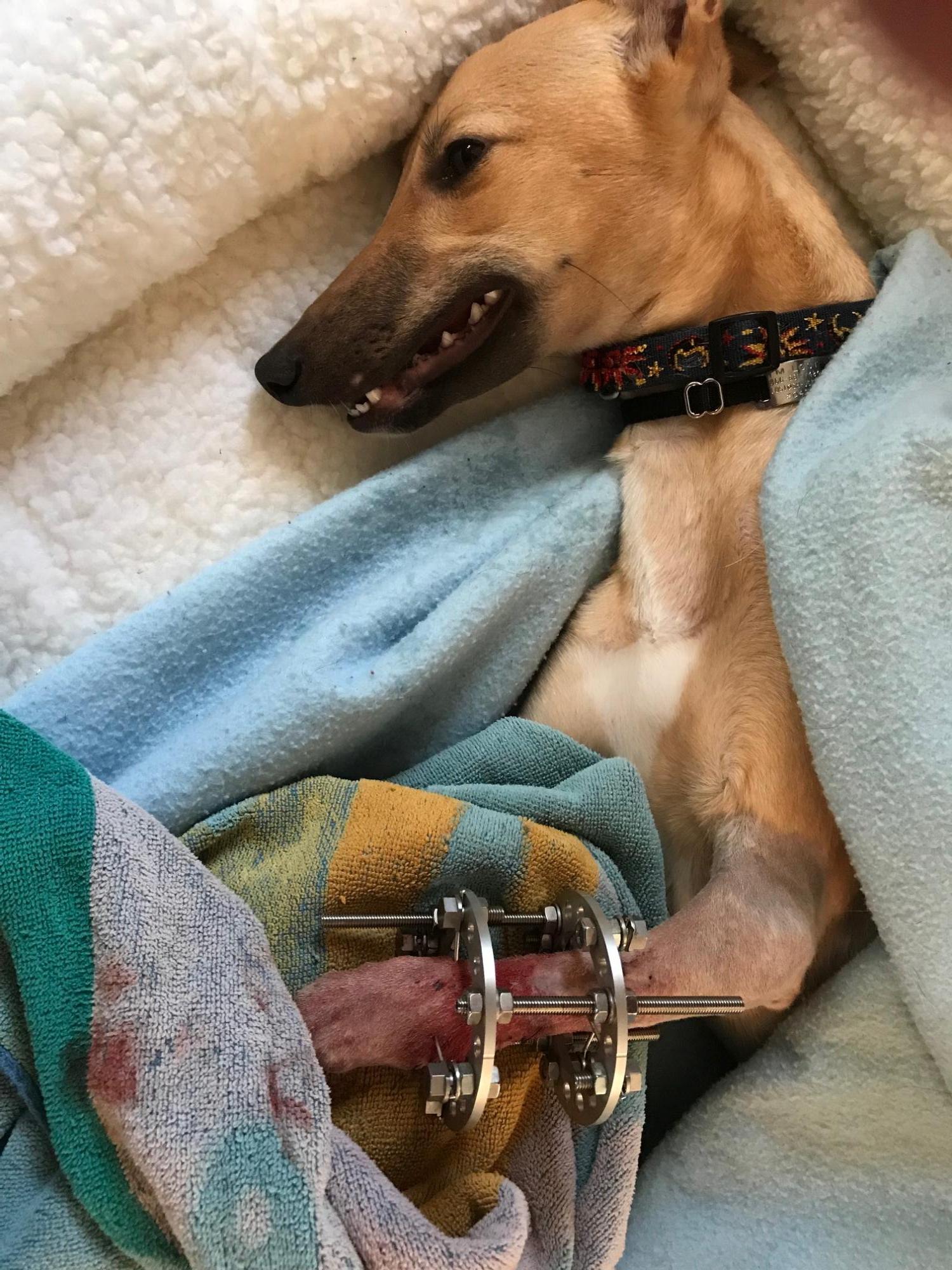 Five Points Veterinary Service Veterinarian in New Alexandria, PA US