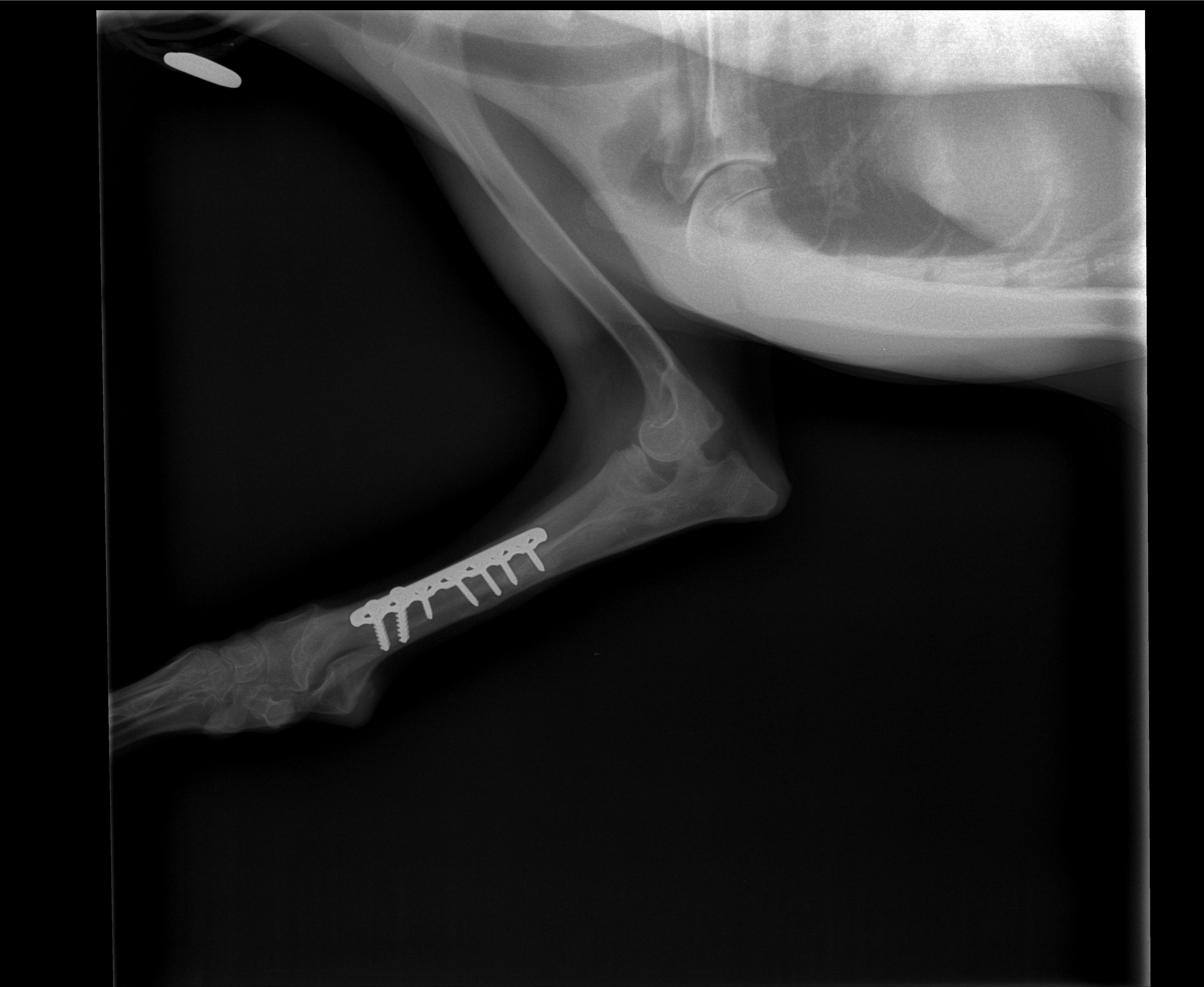 Five Points Veterinary Service Veterinarian in New Alexandria, PA US