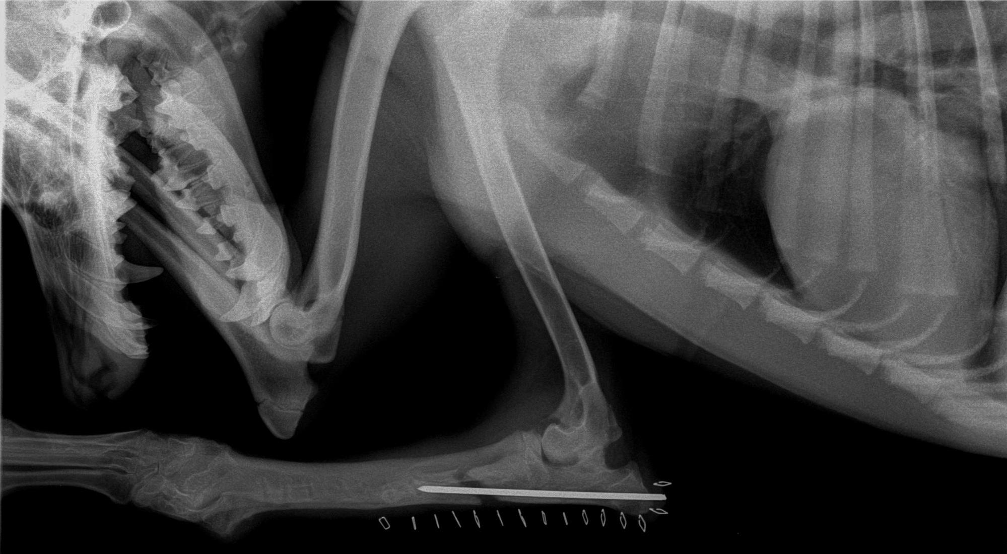 Five Points Veterinary Service Veterinarian in New Alexandria, PA US