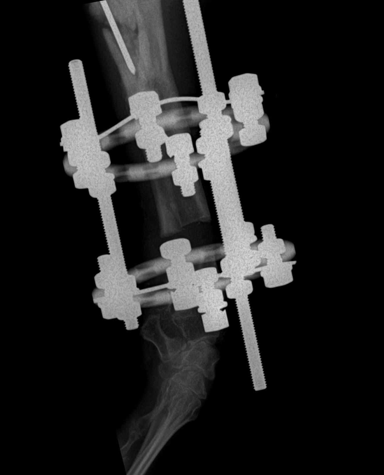 Five Points Veterinary Service Veterinarian in New Alexandria, PA US