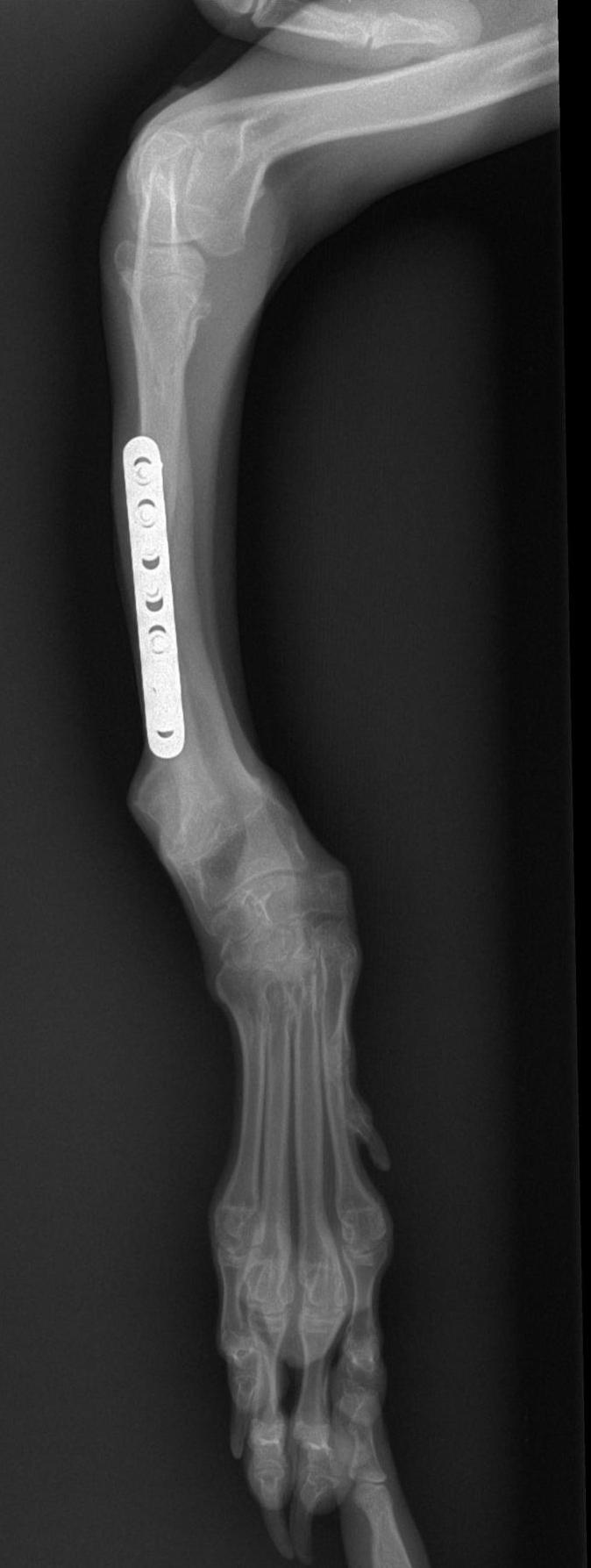 Five Points Veterinary Service Veterinarian in New Alexandria, PA US