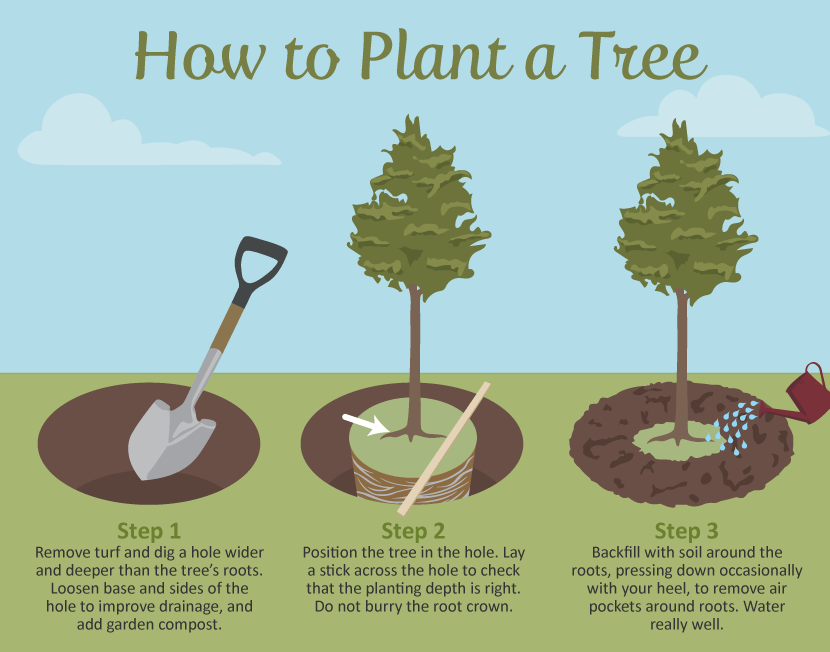 Selecting the Right Tree for Your Garden