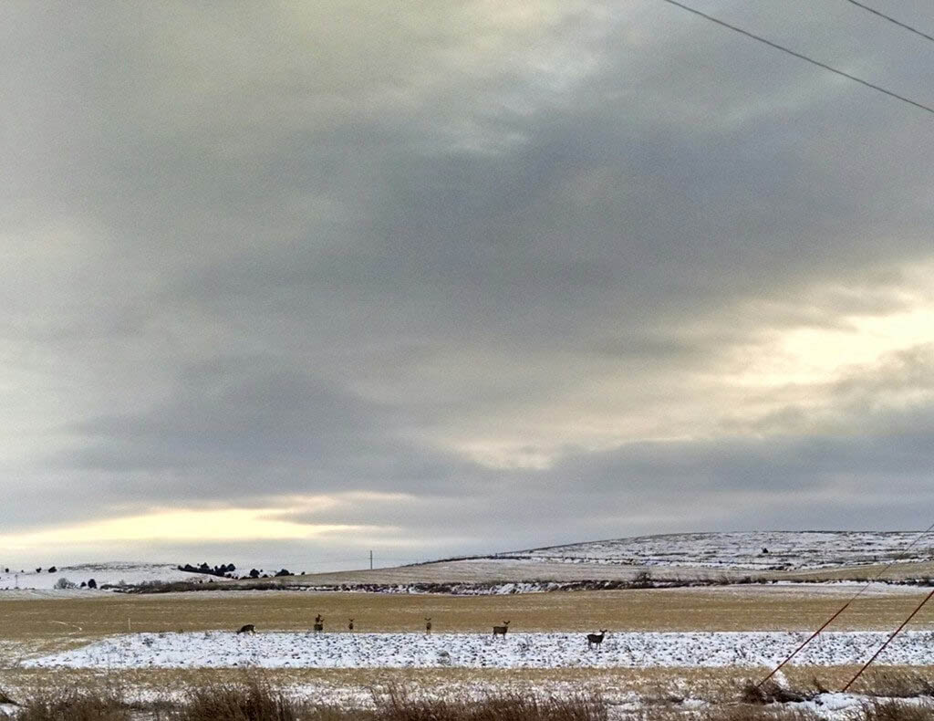 In the Nebraska Tundra Broken Bow/NE FIXatioN balansa clover
