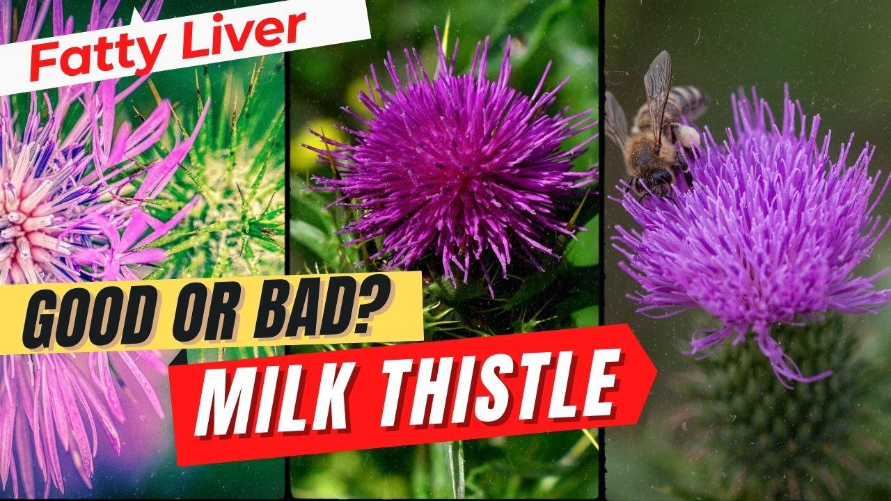 Is Milk Thistle A Good Fatty Liver Supplement Fatty Liver Treatment