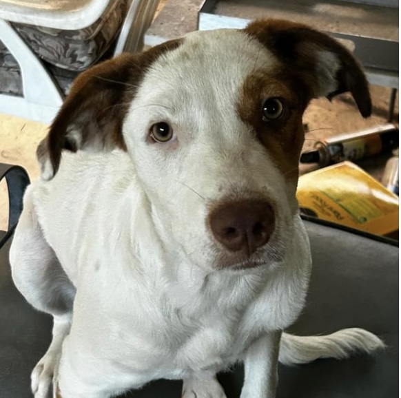 Lainey Fixing the Boro LowCost Spay/Neuter Clinic Animal Rescue
