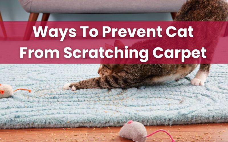 Best Ways to Prevent Cats from Scratching Your Carpet