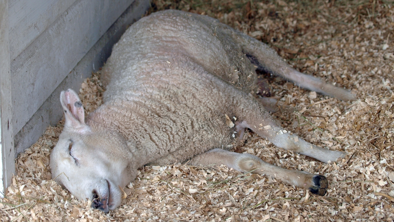 10 Farm Animal Habits That’ll Make You Question Everything Fix It