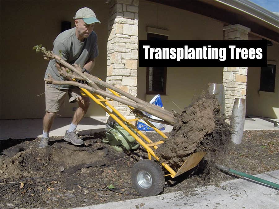 Transplanting Trees Fix It How To Tips
