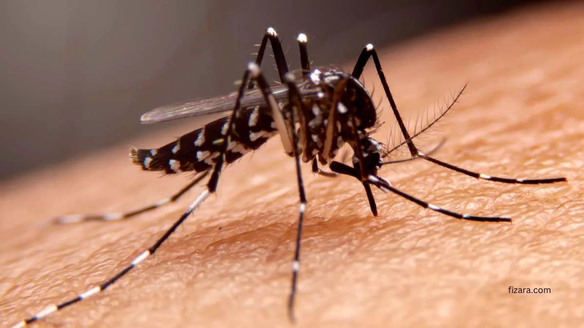 3 Natural Remedies for Soothing an Eyelid Bite from a Mosquito