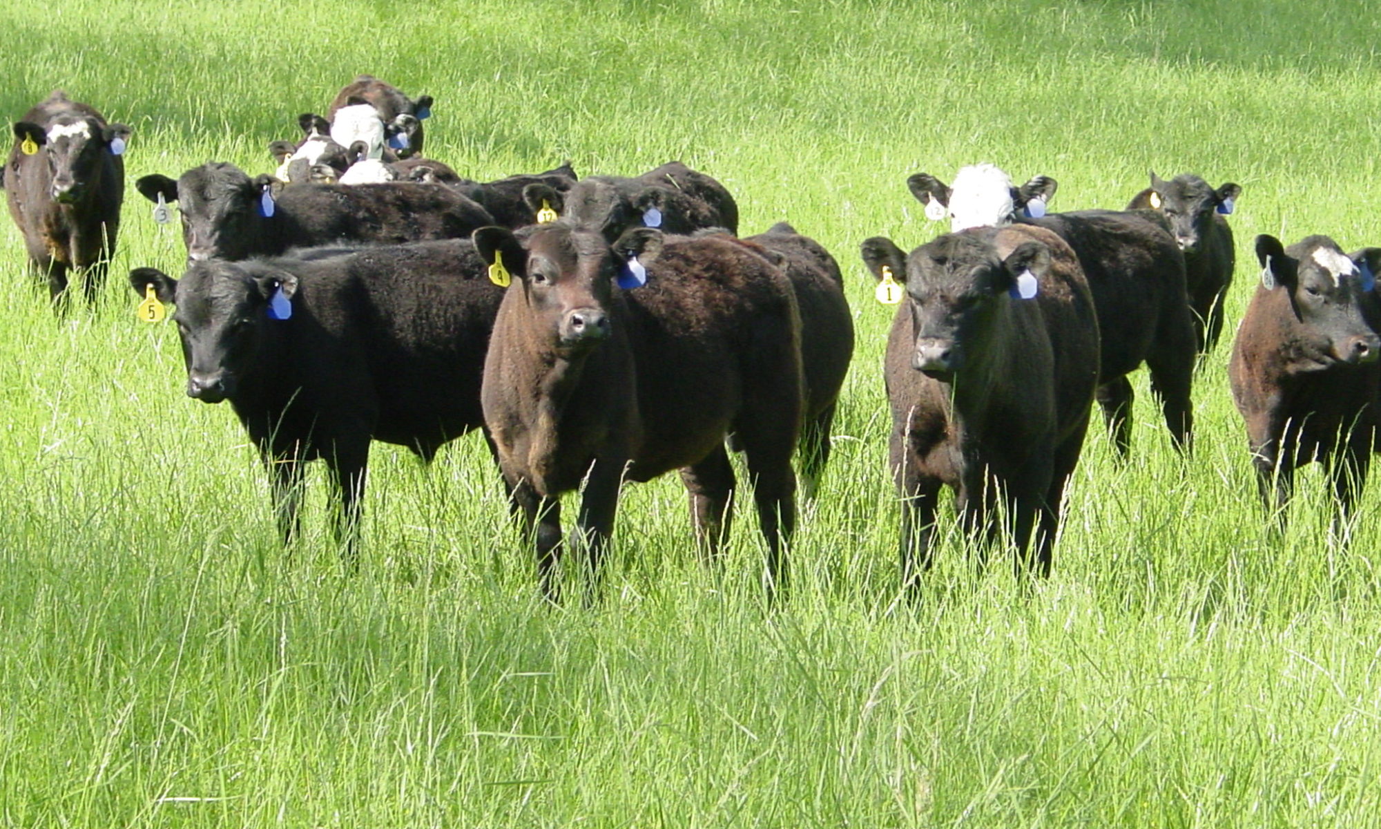 Difference Between Feeder And Live Cattle at Rose Anderson blog