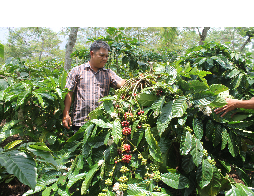 Cegah Perambahan Hutan dengan Tanam Kopi FJPI Forum