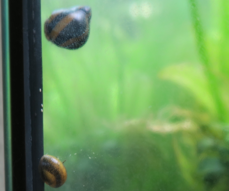 Schneckenplage im Aquarium FLE