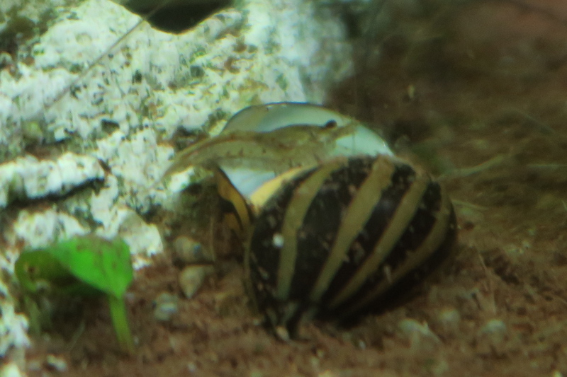 Ist die Schnecke tot? FLE