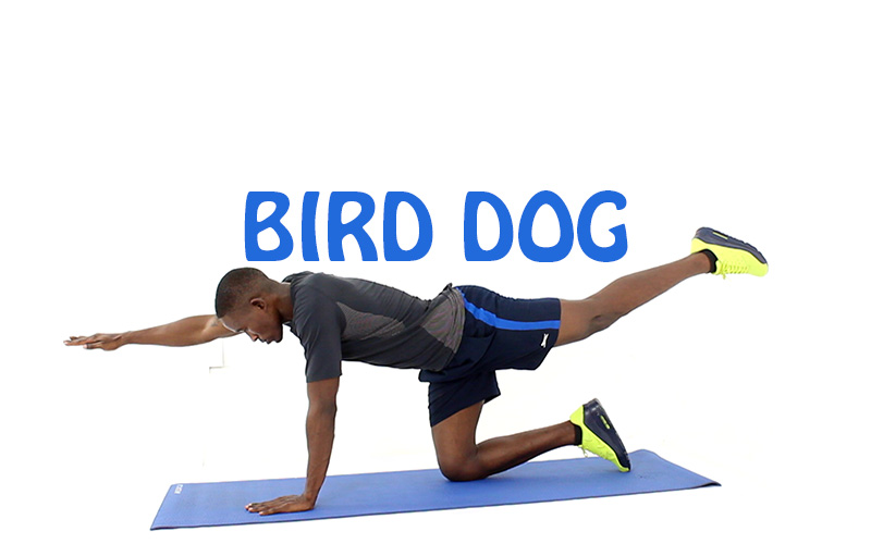 bird dog exercise gif Archives Flab Fix