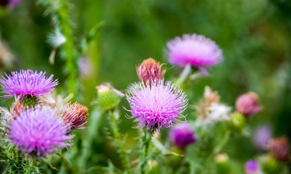 7 Ways Milk Thistle Benefits Weight Loss Flab Fix