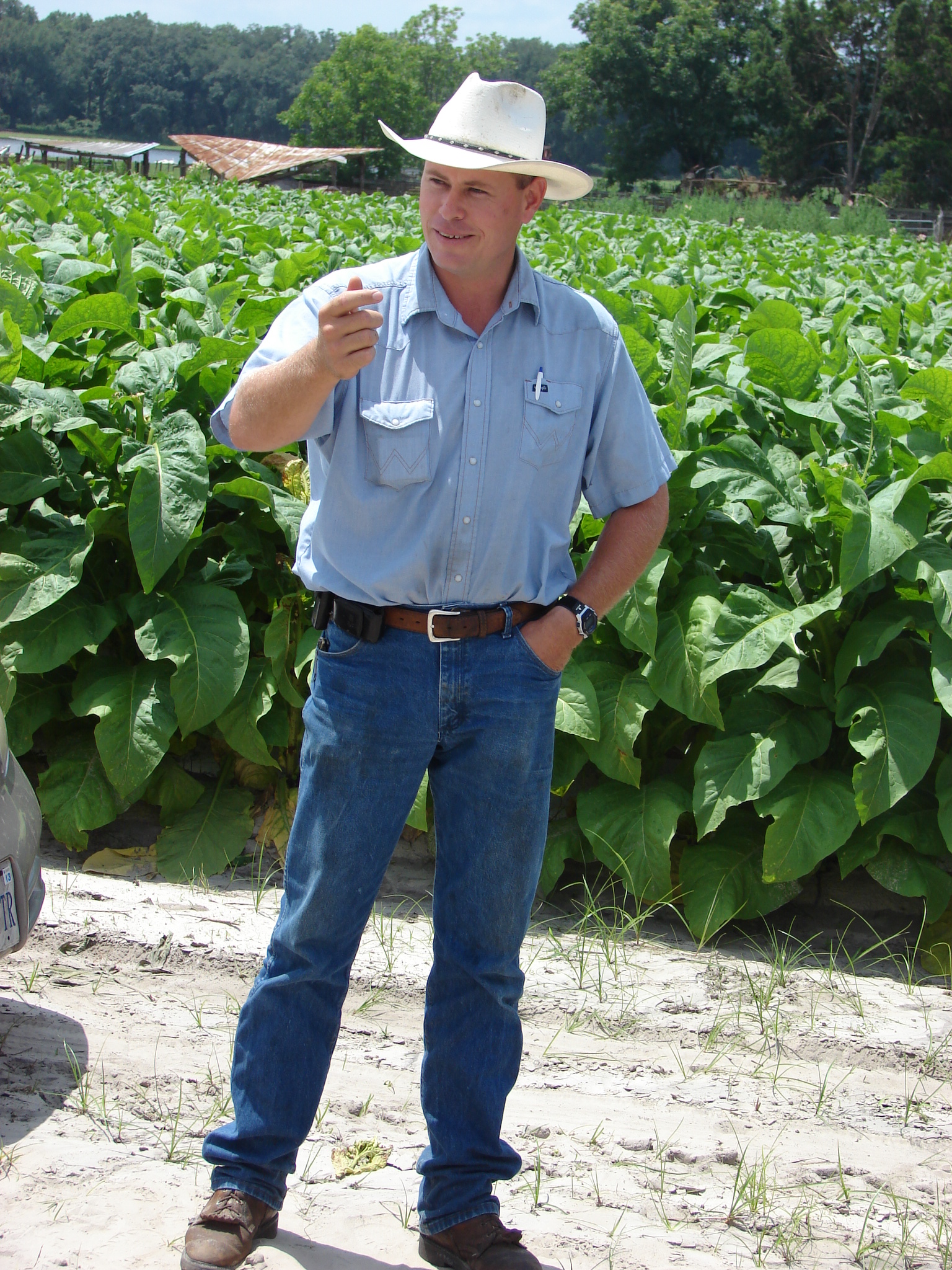 Tobacco Tour Winds Through North Florida Florida Crops