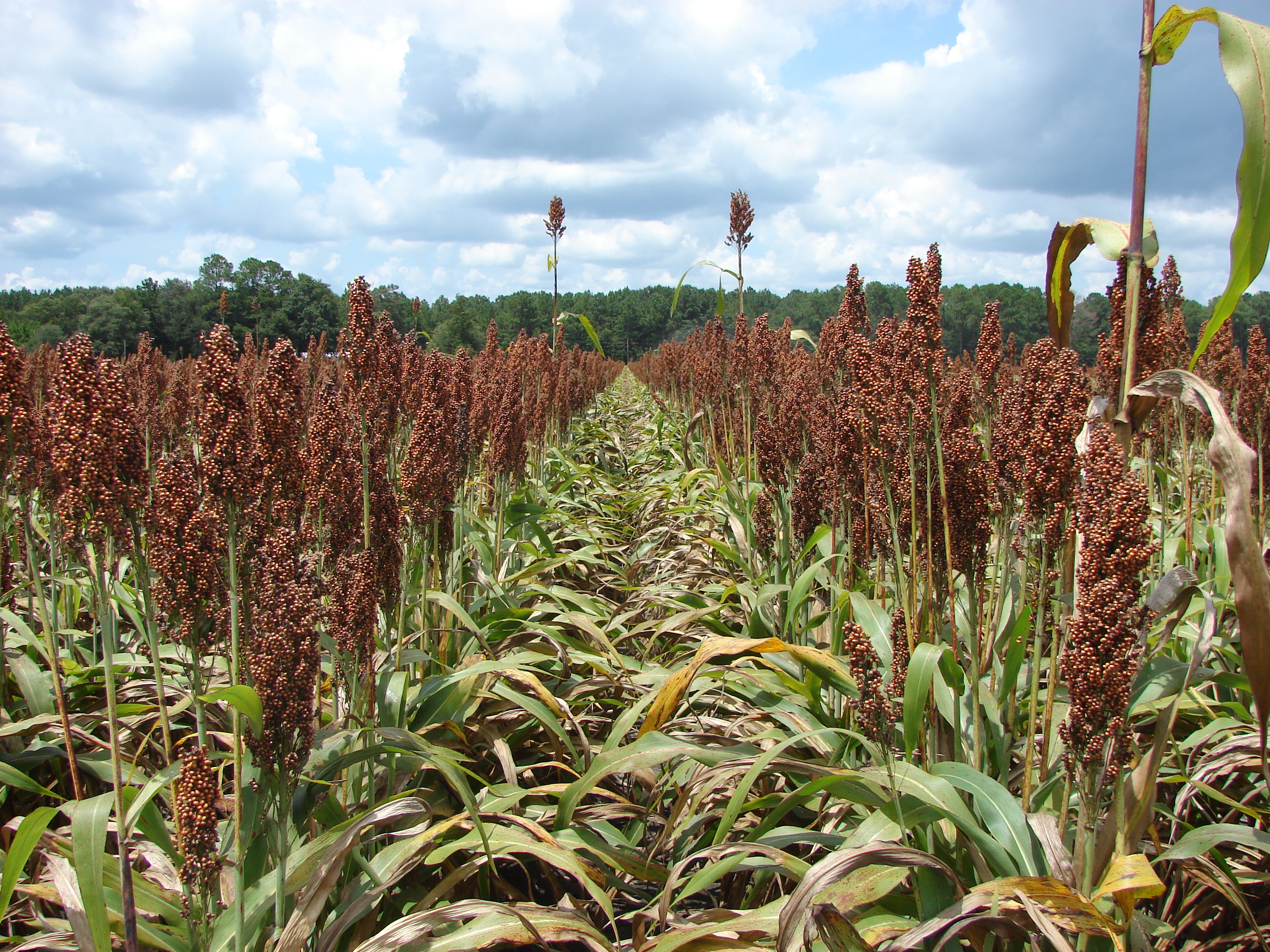 National Producers Yield and Management Contest (Video