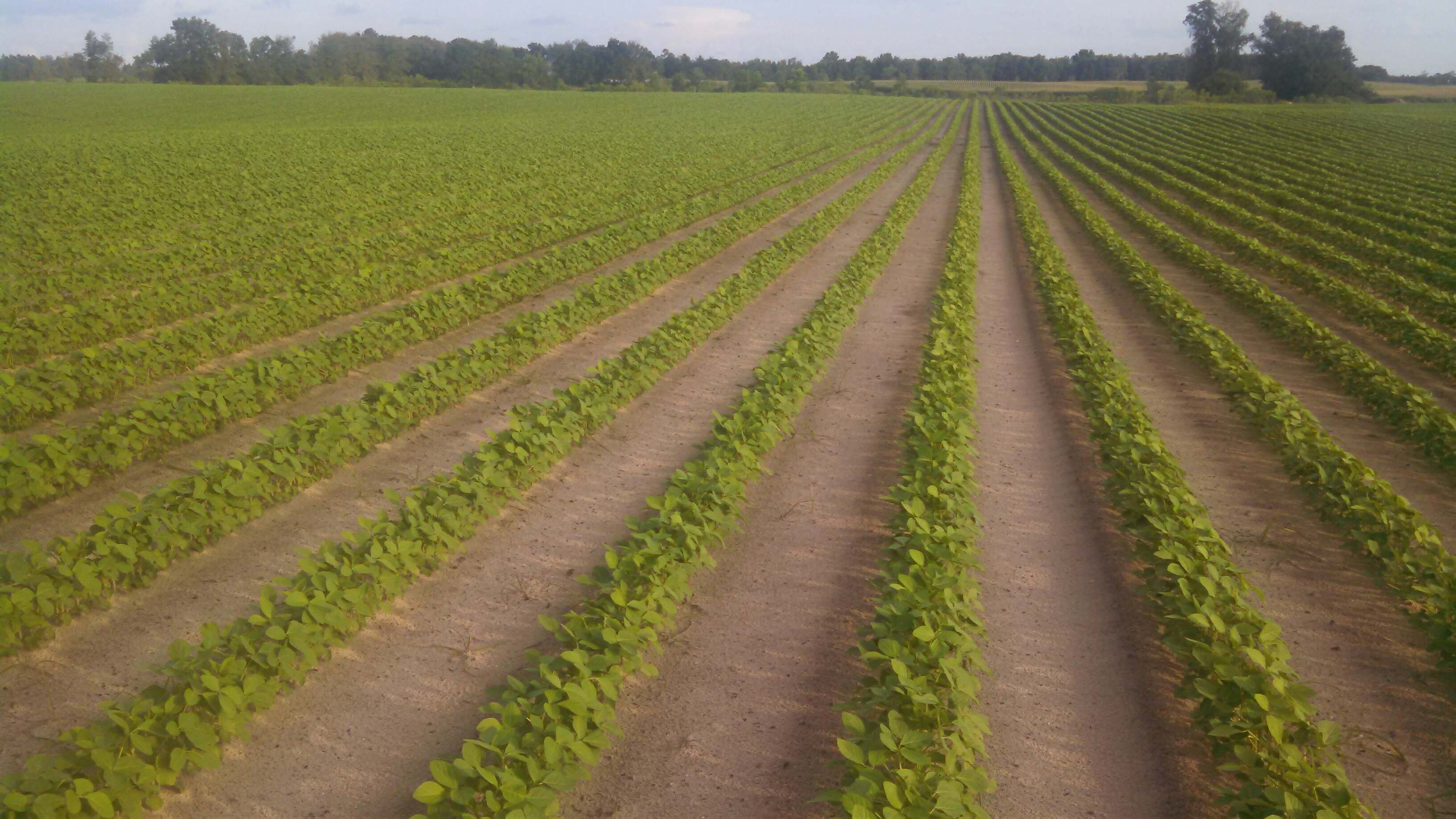Mix of Crops in North Florida Florida Crops