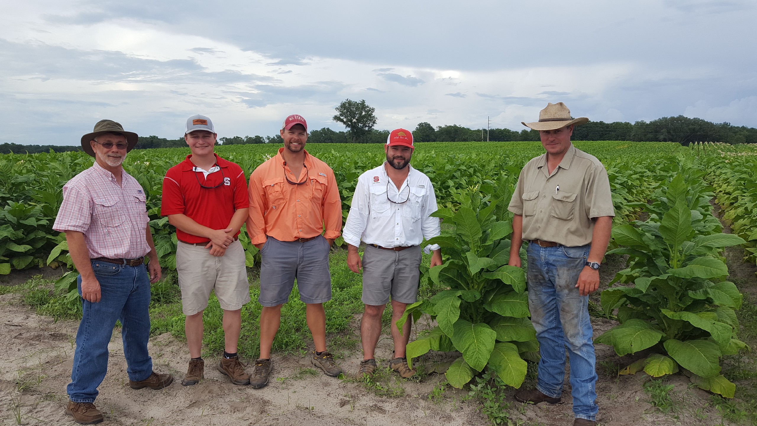 Tobacco Time Florida Crops