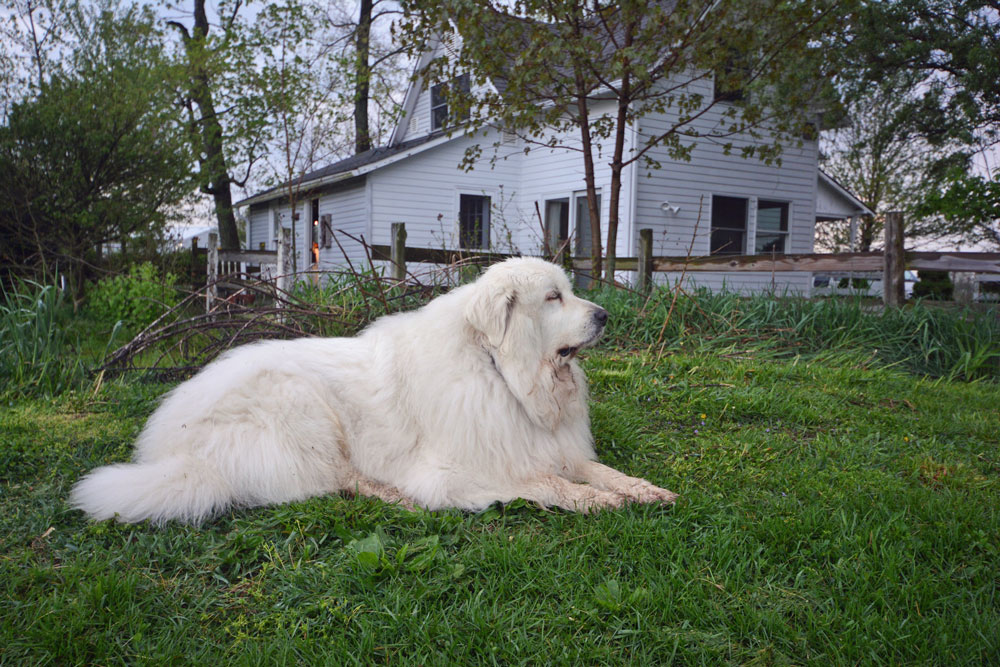 Are Great Pyrenees Dogs Good With Cats
