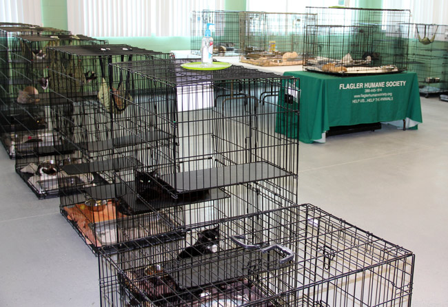 Population Explosion At Humane Society As Flagler Favors $200,000 Spay/Neuter Grant | Flaglerlive
