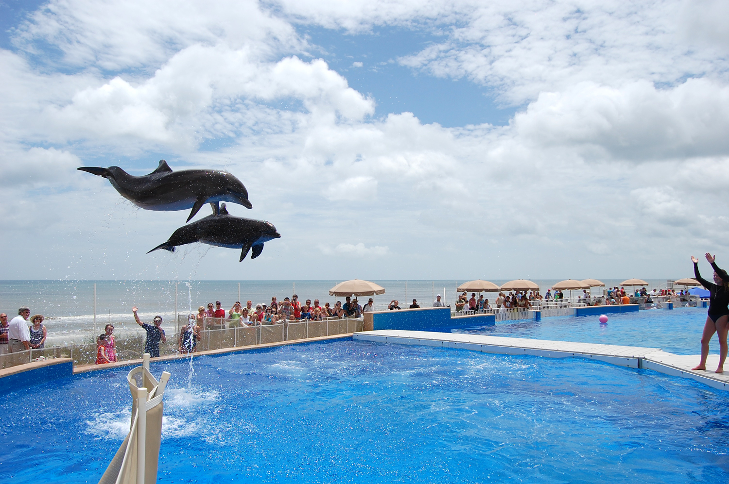 Aquarium Buys Marineland's Dolphin Attraction and Takes It Off